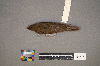 Catharus ustulatus image