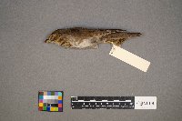 Catharus ustulatus image