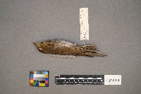 Catharus ustulatus image