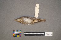 Catharus ustulatus image