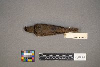 Catharus ustulatus image