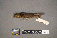 Catharus ustulatus image