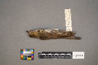 Catharus ustulatus image