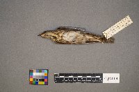 Catharus ustulatus image