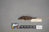 Troglodytes aedon image