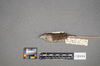 Troglodytes aedon image