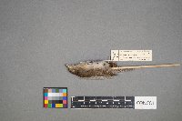 Troglodytes aedon image