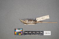 Troglodytes aedon image