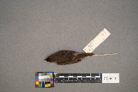 Troglodytes aedon image