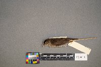 Troglodytes aedon image