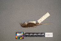 Troglodytes aedon image