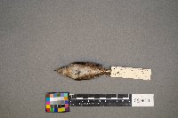 Troglodytes aedon image