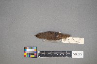 Troglodytes aedon image