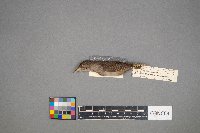 Troglodytes aedon image