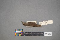 Troglodytes aedon image