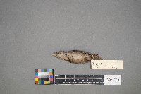 Troglodytes aedon image