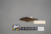 Troglodytes aedon image