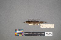 Troglodytes aedon image