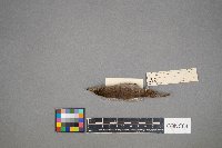 Troglodytes aedon image