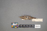 Troglodytes aedon image