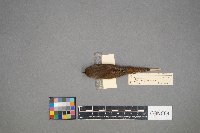 Troglodytes aedon image