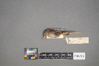 Troglodytes aedon image