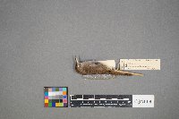 Troglodytes aedon image