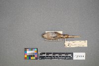 Troglodytes aedon image