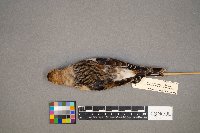 Plectrophenax nivalis image