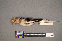 Plectrophenax nivalis image