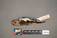 Plectrophenax nivalis image