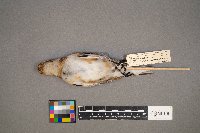 Plectrophenax nivalis image