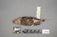 Plectrophenax nivalis image