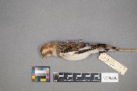 Plectrophenax nivalis image