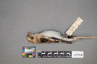 Plectrophenax nivalis image