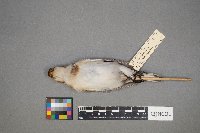 Plectrophenax nivalis image