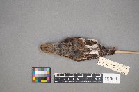 Plectrophenax nivalis image