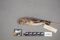 Plectrophenax nivalis image