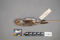 Plectrophenax nivalis image