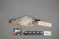 Plectrophenax nivalis image