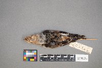 Plectrophenax nivalis image