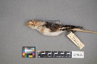 Plectrophenax nivalis image