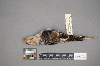 Plectrophenax nivalis image