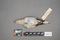 Plectrophenax nivalis image