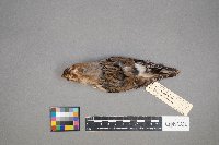 Plectrophenax nivalis image