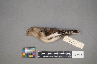 Plectrophenax nivalis image