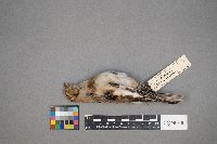 Plectrophenax nivalis image