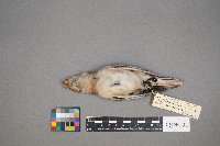 Plectrophenax nivalis image