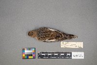 Plectrophenax nivalis image