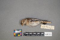 Plectrophenax nivalis image